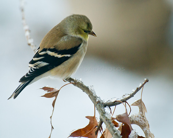 Winter Finch