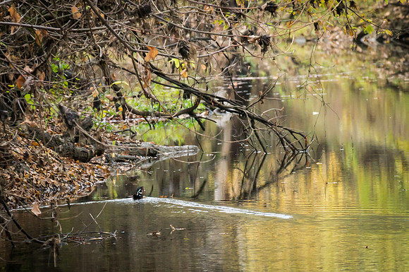Wood duck