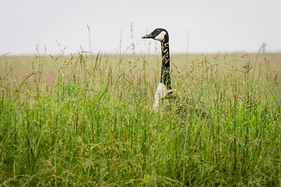 Canada Geese