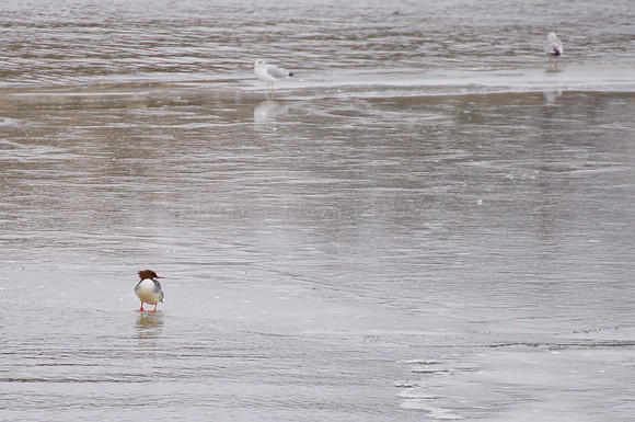 Hooded Merganser